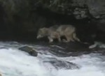クマの横で川の鮭を捕まえるオオカミ
