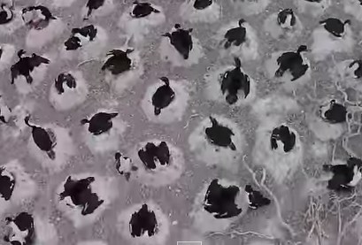 パタゴニアの海鳥の巨大コロニーを上空から撮影した映像
