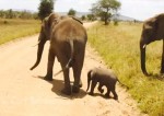 道路が怖い子象、親にサポートしてもらいながら横断