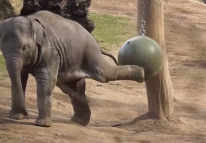 ボール遊びをするとても可愛いゾウの赤ちゃんの映像