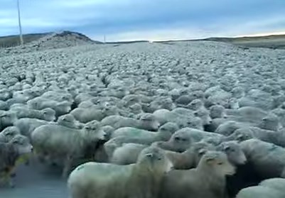 おびただしい数の羊の群れと遭遇した映像