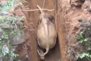 穴に転落して出られなくなったゾウの赤ちゃんを救出
