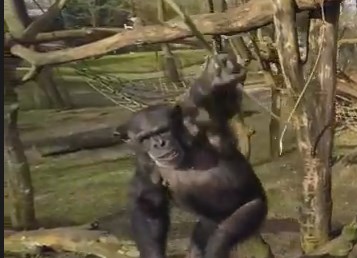 チンパンジーを撮影していたドローン、棒で落とされる
