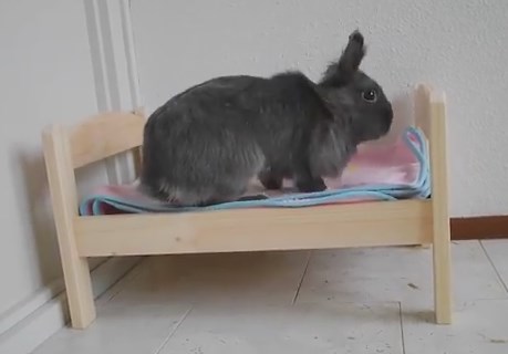 ウサギのIKEAのミニベッドを組み立てる映像