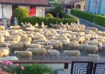 閑静な住宅街の道路が激しい羊渋滞
