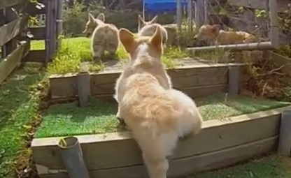 走り回るコーギーの子犬のスローモーション映像