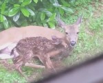 裏庭で鹿が2頭の赤ちゃんを出産、部屋からこっそり撮影