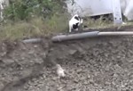 坂から転がり落ちた子猫を救助する母猫