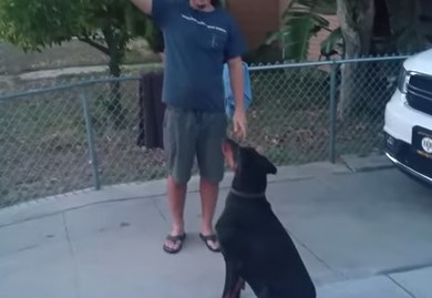 大型犬を空中キャッチする方法