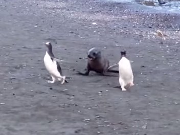 アシカに追いかけられるペンギン