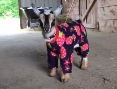 パジャマ姿のヤギの赤ちゃん