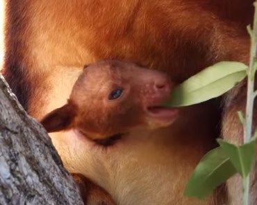 育児嚢から顔を出すキノボリカンガルーの赤ちゃん