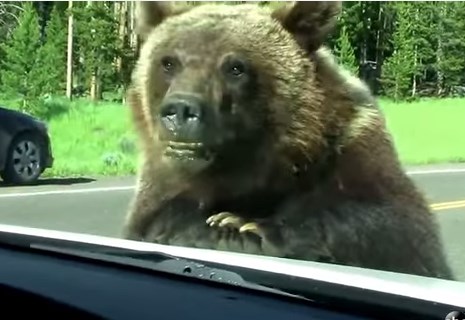 車の観光客におねだりするクマ