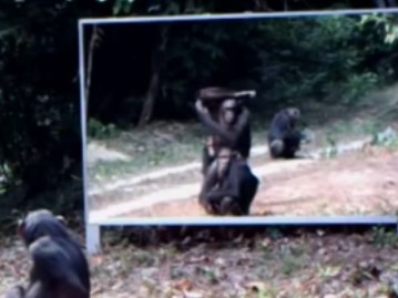 野生動物に鏡を見せるとどんな反応を示すのか