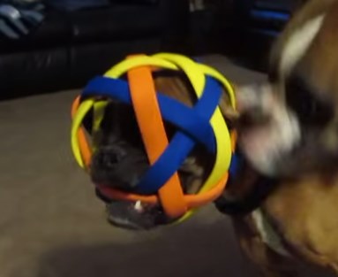 ボールで遊んでいたボクサー犬が大変なことに！