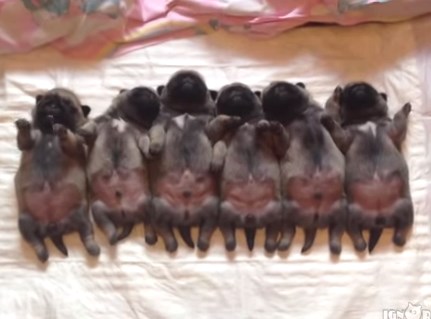 綺麗に並んで眠る6匹のパグの赤ちゃん