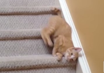 滝のように階段を下る猫の映像集