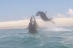 アザラシがホホジロザメのアタックを回避する瞬間映像