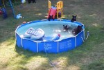庭のプールにクマ一家が遊びに来た！