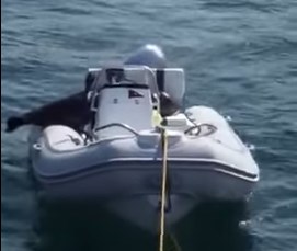シャチの攻撃を恐れボートに上がるアザラシ