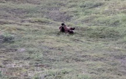 ゴロンゴロンと転がりながら丘を下るクマの映像