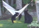庭のハンモックで熊の親子がワイワイガヤガヤ