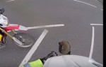 バイクの警察官が道路で危険にさらされるハリネズミを救助