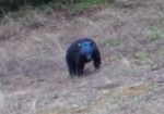カナダで顔が真っ青なクマが発見される