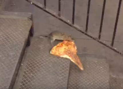 ピッツァを運ぶニューヨークのネズミ