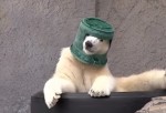 バケツヘルメットを被る円山動物園のホッキョクグマ