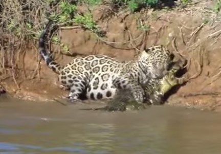 ジャガーが見ずにジャガーが川に飛び込みワニを狩る映像飛び込みワニを狩る映像