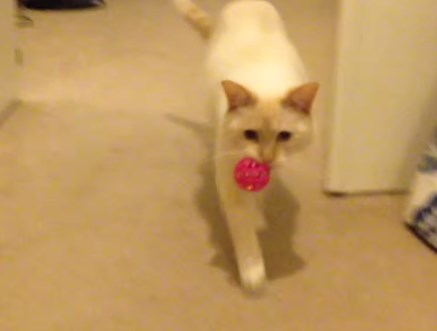 ボールを拾った猫、何故か倒れ込む