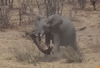 ゾウがバッファローを攻撃し殺してしまう映像
