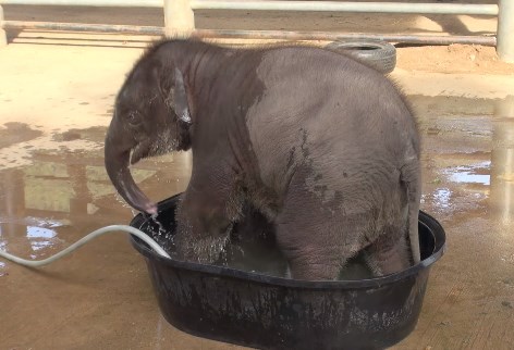 ゾウの赤ちゃんが小さなバスタブで水浴びする映像