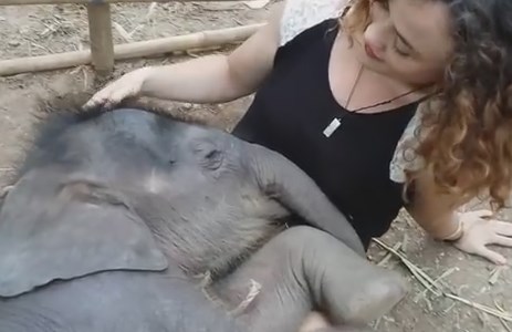 女性の膝の上で眠る生後3週間のゾウの赤ちゃん