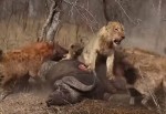 3頭のライオン vs. ハイエナの群れ、ハイエナの見事な作戦勝ち