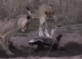 ライオンの群れ vs. ラーテル