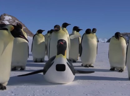 ペンギンロボにカメラを仕込んで皇帝ペンギンを撮影