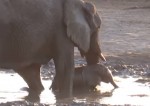 もっと水遊びしたい象の赤ちゃんに苦戦するお母さん