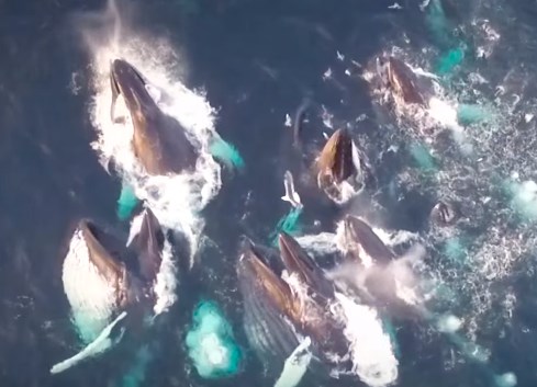 魚の大群に襲いかかるザトウクジラをドローンで撮影