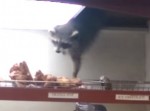 天井からドーナツを盗んだアライグマ
