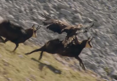 イヌワシ vs. シャモア|高画質のイヌワシの狩りの映像