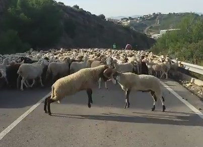 群れで移動中に決闘を始める2頭の羊