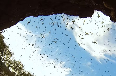 洞窟から飛び立つコウモリの大群をGoProで撮影した映像