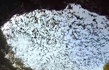 洞窟から飛び立つコウモリの大群をGoProで撮影した映像