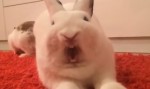 あくびをするウサギの映像集