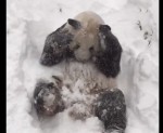 スミソニアン国立動物園のパンダ、積雪歓迎！