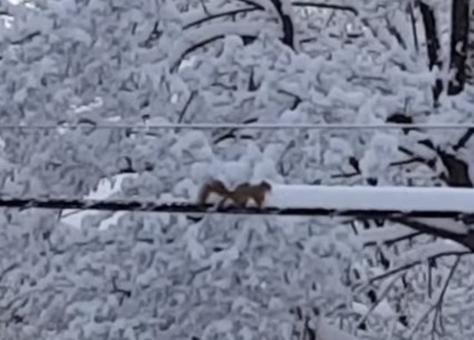 電線に積もった雪を除雪するリス