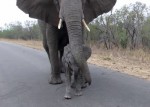 「人に近づたらダメよ」と赤ちゃんを教育する母ゾウ