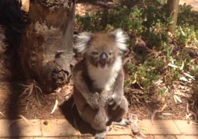 木から引きずり降ろされたコアラが悲痛な叫び声をあげる